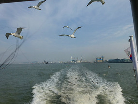 Seagulls Lay Chase