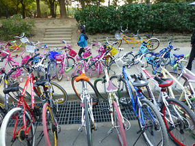 Multi Coloured Bikes