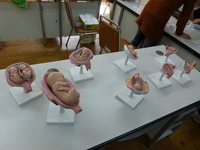 Feutus Models