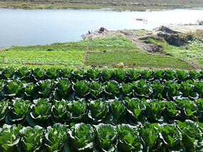 Riverside Vegetable Plots