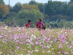 Ajummas in Field