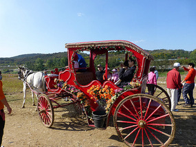 Colourful Horse Buggies