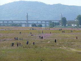 Crowded Island