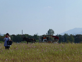 Distant Horse and Buggy