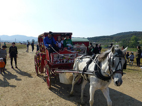 Horse and Cart Rides