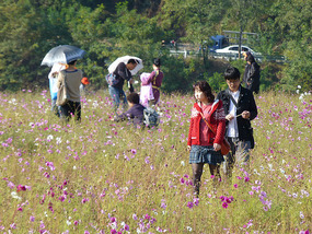 Strolling in the Field