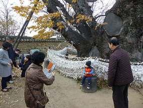 Fertility Tree