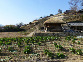 Cabbage Field