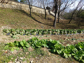 Cabbage Fields