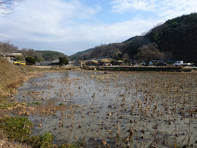 Dead Lotus Pond