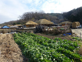 Farming Land