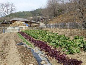 Vegetable Plot