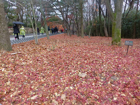Autumn Leaves