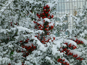 Snow Berry Tree