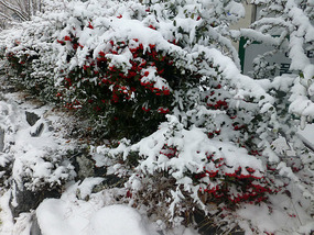 Snow Berry Tree