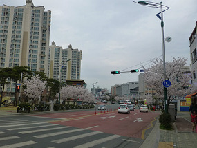 Cherry Blossom Trees