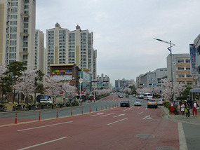 Tree Lined Street