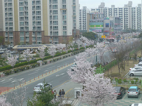 View of Cherry Blossom Street