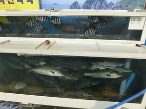 Restaurant Fish Tanks