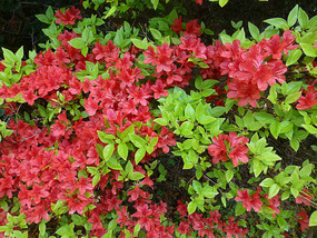 Colourful Fauna