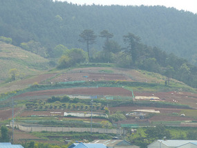 Farmed Mound