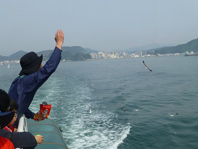 Feeding the Seagulls