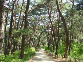 Walking Thru Wooded Trail