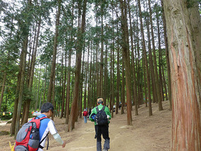 Tall Tree Forest