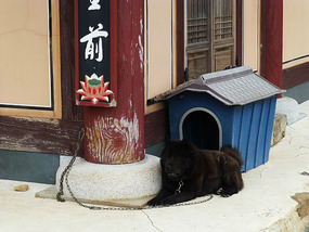 Temple Dog