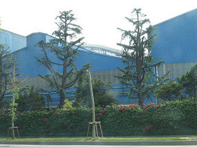 Posco Rose Bush Walls