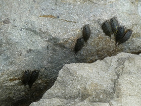 Rock Roach Colonies
