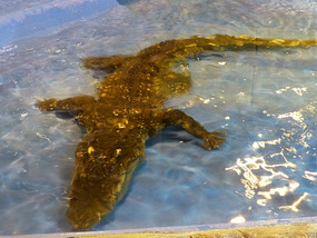 Crocodile in Water
