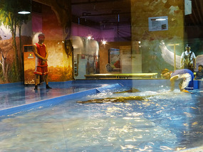 Crocodile Show