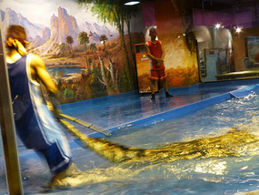 Dragging Crocodile Out of Water