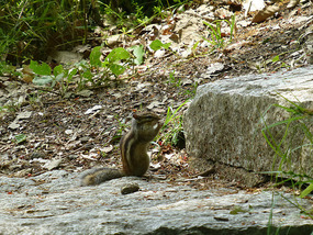 Squirrel