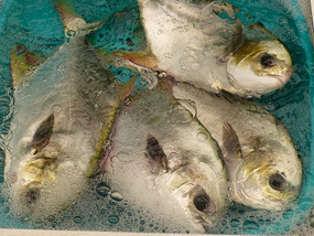 Live Fish