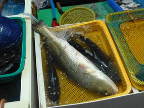 Live Fish