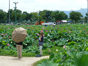 In the Lotus Fields