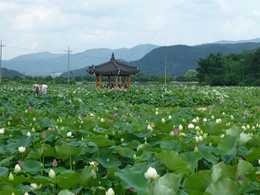 Lotus Field Park