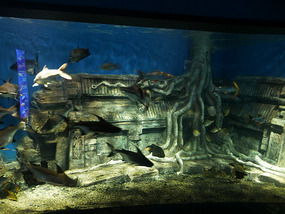 Banyan Tree Tank