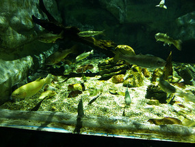 Colourful Fish
