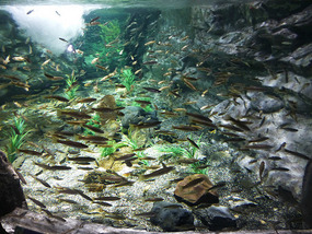 Crowded Tank