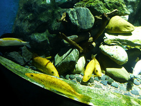 Fish Tanks