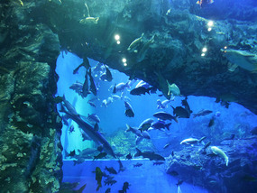 Giant Aquarium Tank