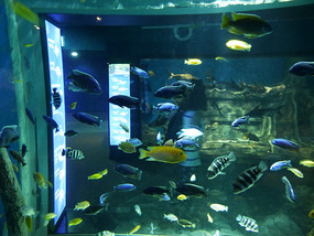 Large Glass Tank