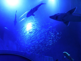Overhead Sharks