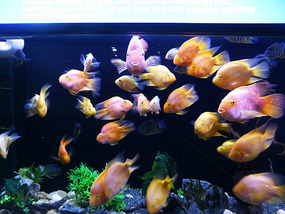 School of Pink Fish