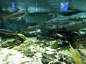 Swimming in Tank
