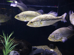 Trio of Fish
