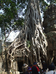 Criss Cross Roots